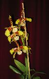 odontoglossum_grande_2.JPG